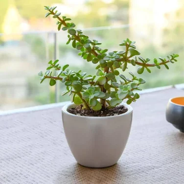 Good Luck Jade Plant