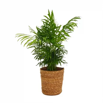 parlourpalm chamaedorea plant