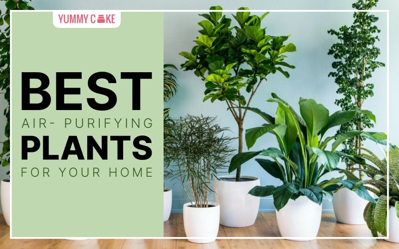best air purifying plants