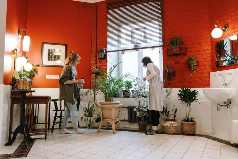low maintenance indoor plants