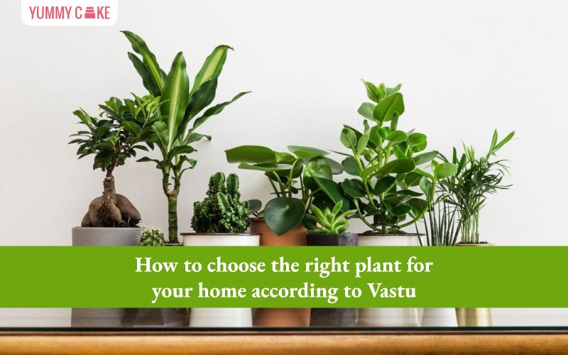 plants for home according to vastu