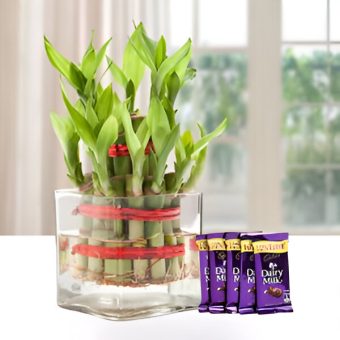 Good Luck Plant Gift