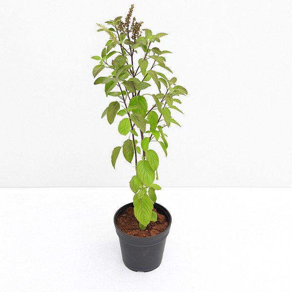 Krishna Tulsi Plant