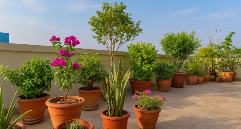 summer plant care tips