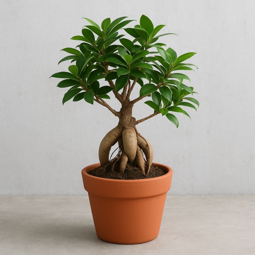 Bonsai plant