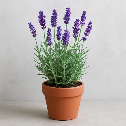 Lavender plant
