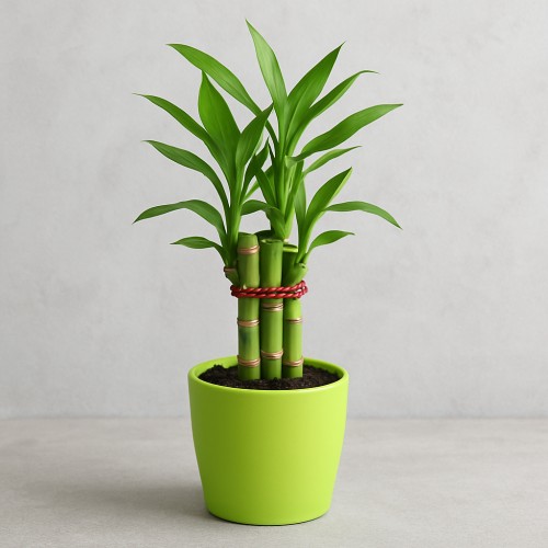 Lucky Bamboo Plant