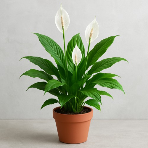 Peace Lily
