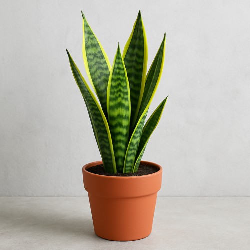 Snake Plant