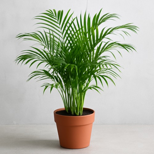 areca plant